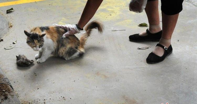 猫咪中毒(以猫咪尸体僵硬为警示) 猫咪中毒(以猫咪尸体僵硬为警示)