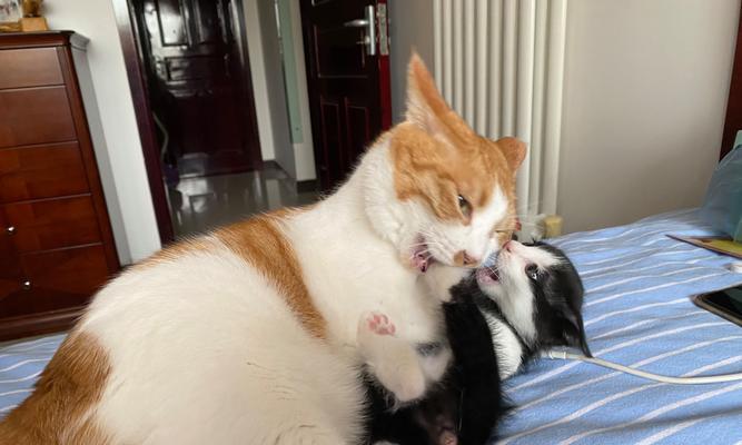 为什么猫总是欺负狗(探究猫狗相处中的心理和行为特点) 为什么猫总是欺负狗(探究猫狗相处中的心理和行为特点)