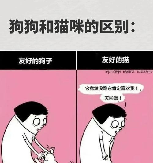 为什么猫总是欺负狗(探究猫狗相处中的心理和行为特点) 为什么猫总是欺负狗(探究猫狗相处中的心理和行为特点)