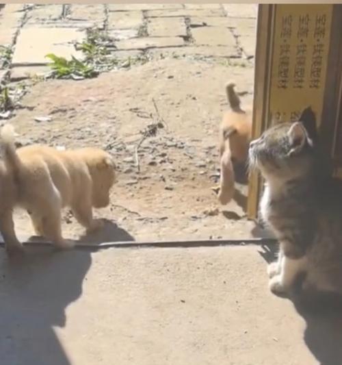 为什么猫总是欺负狗(探究猫狗相处中的心理和行为特点) 为什么猫总是欺负狗(探究猫狗相处中的心理和行为特点)