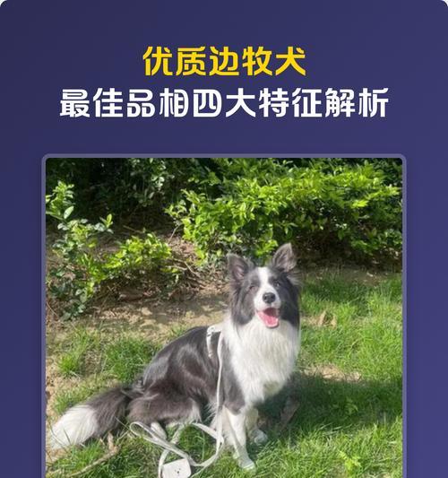 边境牧羊犬（了解这个品种的特点和优缺点）