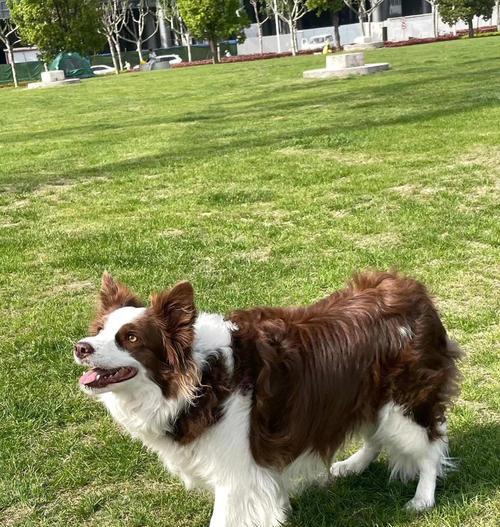 边境牧羊犬（了解这个品种的特点和优缺点）