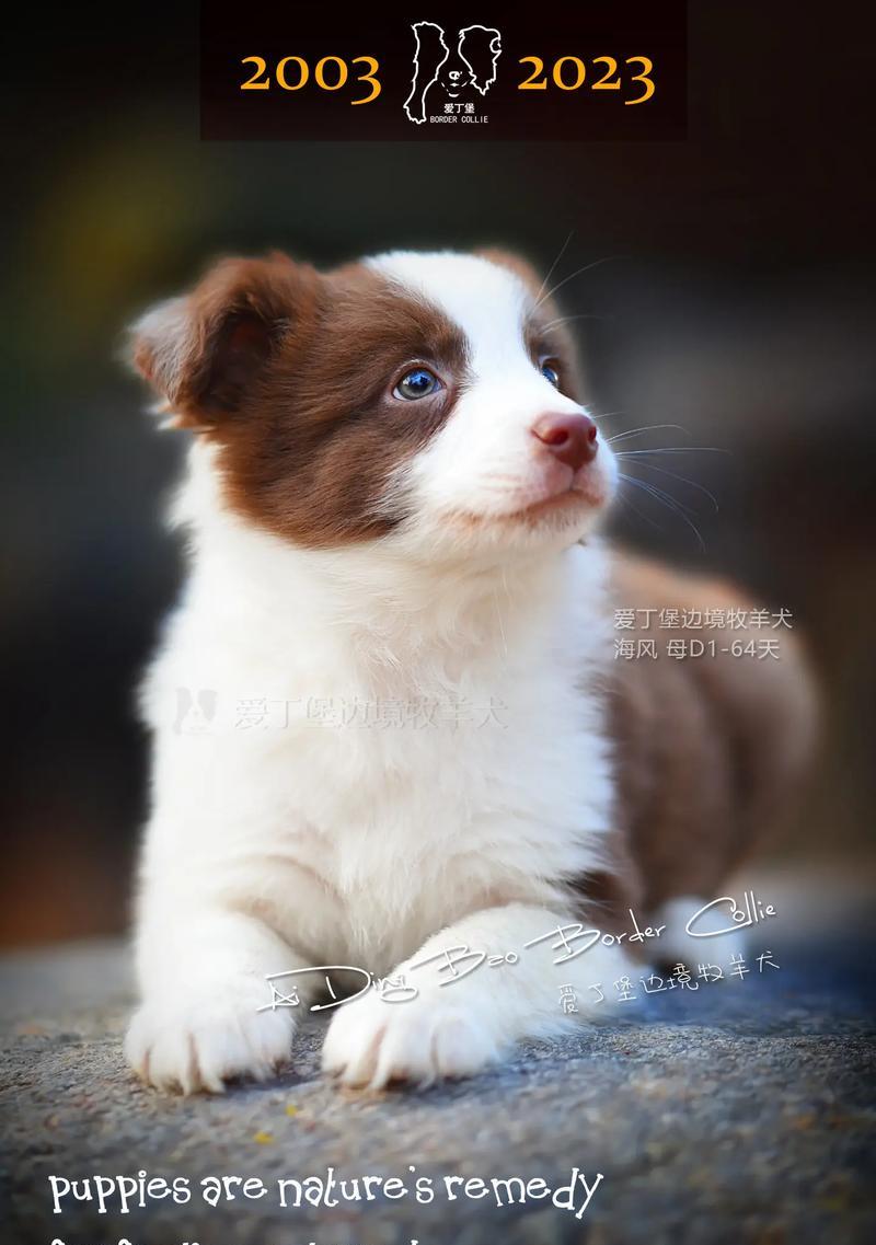 边境牧羊犬（了解这个品种的特点和优缺点）