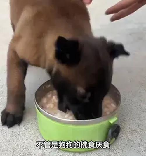 如何喂养不爱吃东西的宠物狗（探究宠物狗不吃东西的原因及解决方法）