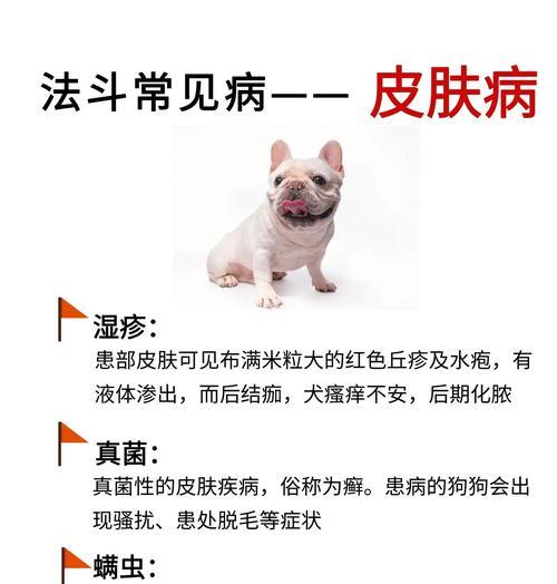 如何治疗宠物狗的皮肤湿疹（宠物狗皮肤湿疹的症状和治疗方法）