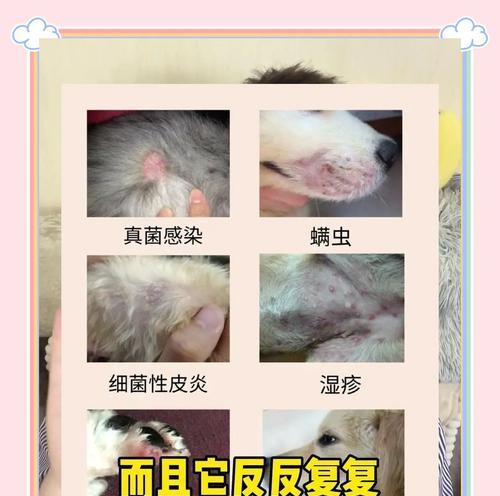 如何治疗宠物狗的皮肤湿疹（宠物狗皮肤湿疹的症状和治疗方法）