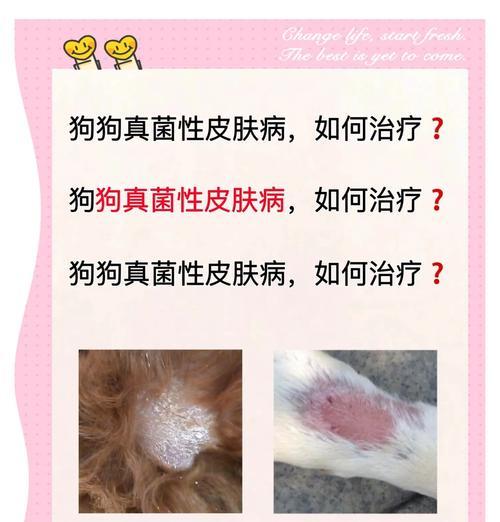 如何治疗宠物狗的皮肤湿疹（宠物狗皮肤湿疹的症状和治疗方法）
