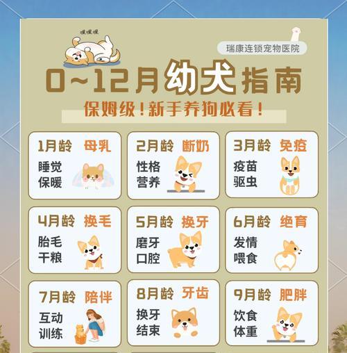 狗狗寿命揭秘——你需要知道的关于狗狗的寿命(探究狗狗寿命的奥秘) 狗狗寿命揭秘——你需要知道的关于狗狗的寿命(探究狗狗寿命的奥秘)
