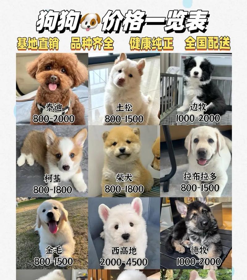 狗狗寿命揭秘——你需要知道的关于狗狗的寿命（探究狗狗寿命的奥秘）