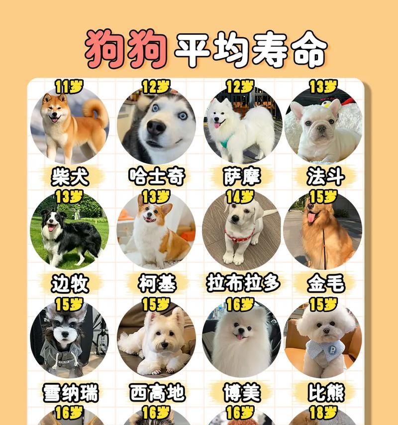 狗狗寿命揭秘——你需要知道的关于狗狗的寿命(探究狗狗寿命的奥秘) 狗狗寿命揭秘——你需要知道的关于狗狗的寿命(探究狗狗寿命的奥秘)