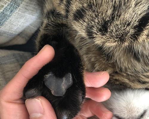 猫咪脚掌破皮怎么办(宠物养护小常识) 猫咪脚掌破皮怎么办(宠物养护小常识)