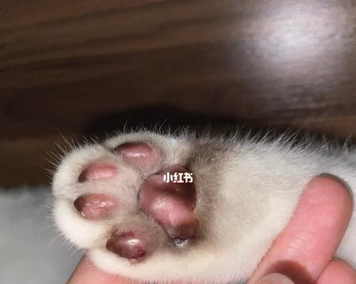 猫咪脚掌破皮怎么办(宠物养护小常识) 猫咪脚掌破皮怎么办(宠物养护小常识)