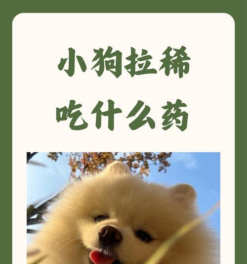 宠物狗拉稀不吃不喝怎么办（专家教你应对宠物拉稀的方法）