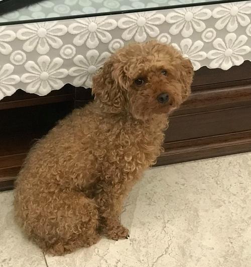 狗狗走路时突然不动怎么办(探究狗狗走路不动的原因和应对方法) 狗狗走路时突然不动怎么办(探究狗狗走路不动的原因和应对方法)