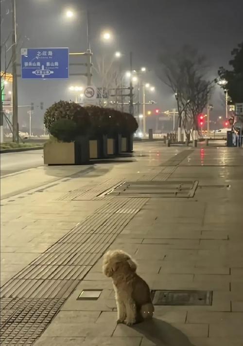 狗狗走路时突然不动怎么办（探究狗狗走路不动的原因和应对方法）