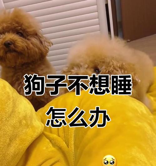 如何处理宠物狗吐了不睡觉的情况(以狗狗的健康为重) 如何处理宠物狗吐了不睡觉的情况(以狗狗的健康为重)