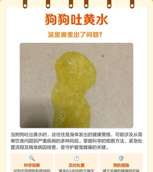 如何处理宠物狗吐了不睡觉的情况(以狗狗的健康为重) 如何处理宠物狗吐了不睡觉的情况(以狗狗的健康为重)