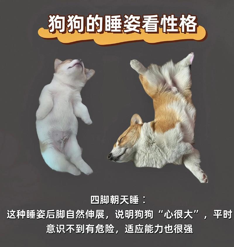 为什么狗一天都在睡觉(探究狗狗的睡眠习惯及影响因素) 为什么狗一天都在睡觉(探究狗狗的睡眠习惯及影响因素)