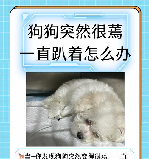 为什么狗一天都在睡觉（探究狗狗的睡眠习惯及影响因素）