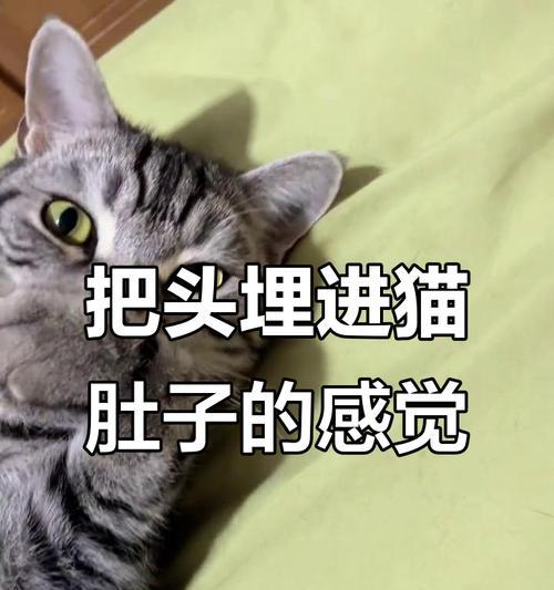 听见宠物内部的声音——探秘猫咪肚子里响的原因（从身体结构到生理机制）