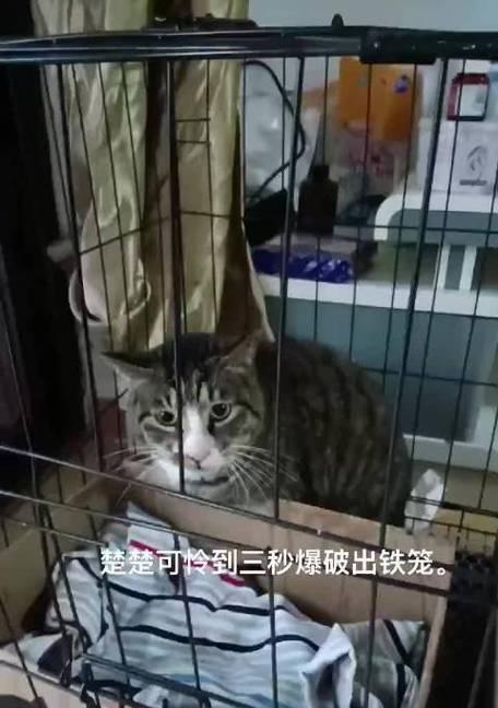 听见宠物内部的声音——探秘猫咪肚子里响的原因(从身体结构到生理机制) 听见宠物内部的声音——探秘猫咪肚子里响的原因(从身体结构到生理机制)