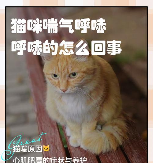 听见宠物内部的声音——探秘猫咪肚子里响的原因(从身体结构到生理机制) 听见宠物内部的声音——探秘猫咪肚子里响的原因(从身体结构到生理机制)