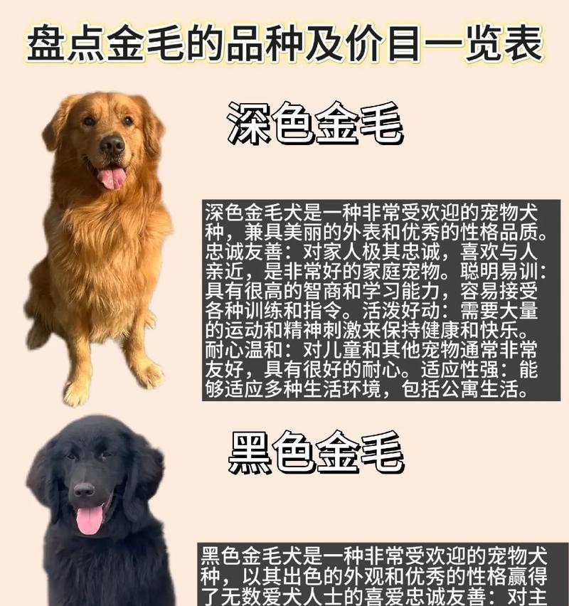 如何养护金毛犬（金毛犬的日常饮食）
