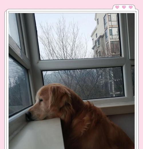 如何养护金毛犬（金毛犬的日常饮食）