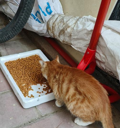 4个月小猫如何合理食用猫粮(了解宠物营养需求) 4个月小猫如何合理食用猫粮(了解宠物营养需求)