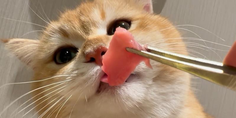 4个月小猫如何合理食用猫粮(了解宠物营养需求) 4个月小猫如何合理食用猫粮(了解宠物营养需求)