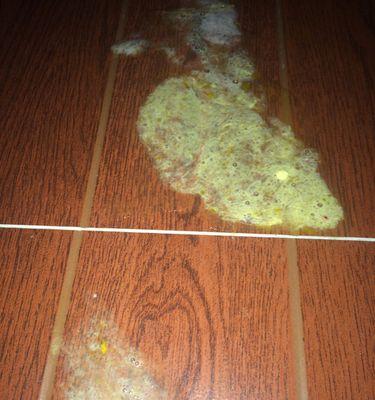 泰迪吃狗粮便便发黑的原因与应对方法(以宠物为主) 泰迪吃狗粮便便发黑的原因与应对方法(以宠物为主)