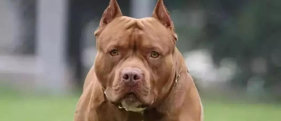 以比特犬上跑步机，开启宠物健身新时代（运动宠物也能拥有健康身体）