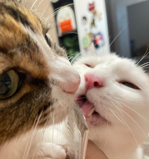 小猫的亲嘴秀（宠物的表达方式/猫咪的爱意传达）