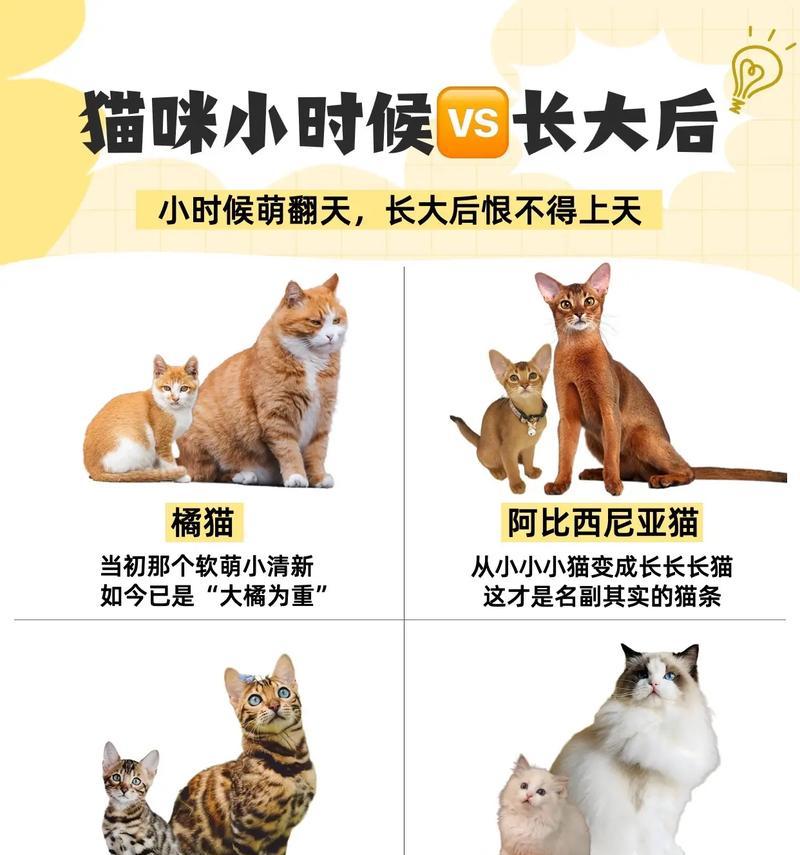 小猫长不大的品种——缅因猫（探究缅因猫为何长不大的原因）