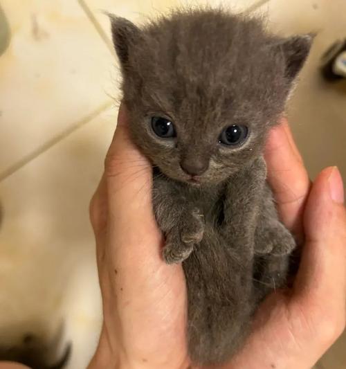 小猫长不大的品种——缅因猫（探究缅因猫为何长不大的原因）