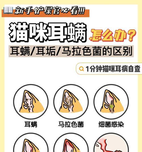 小猫有耳螨是怎么回事(掌握治疗方法) 小猫有耳螨是怎么回事(掌握治疗方法)