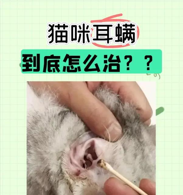 小猫有耳螨是怎么回事(掌握治疗方法) 小猫有耳螨是怎么回事(掌握治疗方法)
