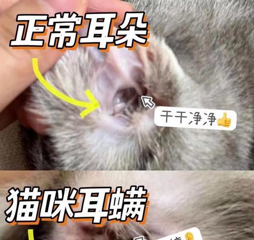 小猫有耳螨是怎么回事(掌握治疗方法) 小猫有耳螨是怎么回事(掌握治疗方法)