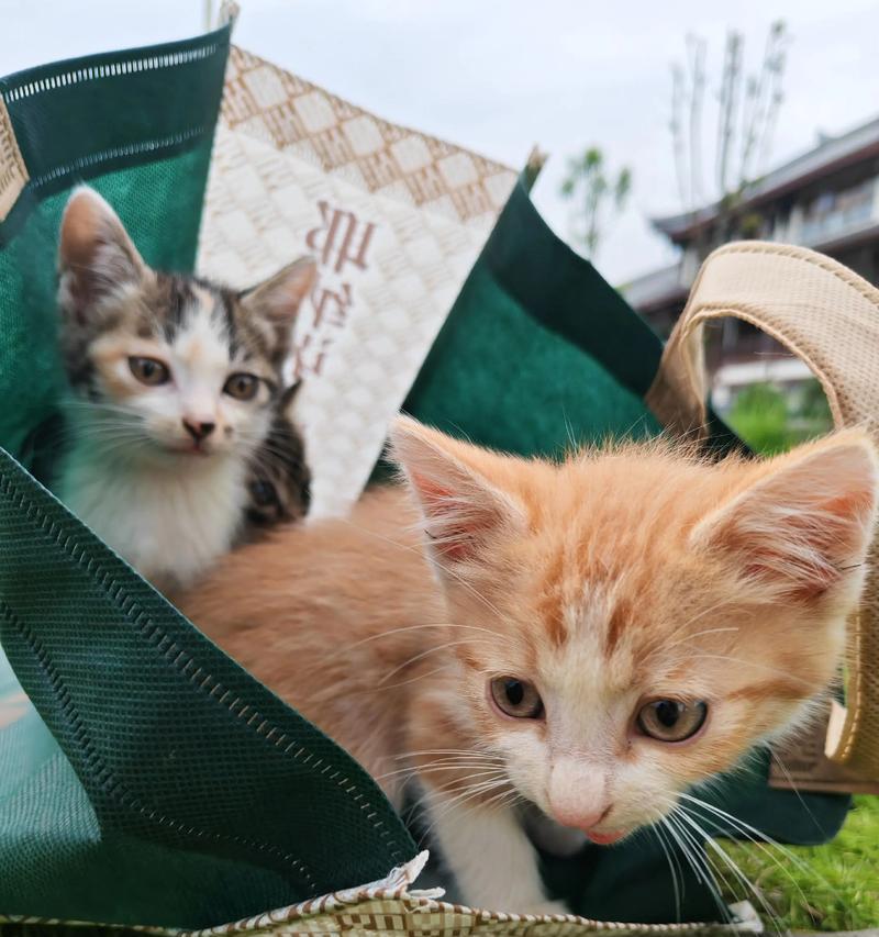 养溜猫咪的好处(探讨以宠物为主的生活方式) 养溜猫咪的好处(探讨以宠物为主的生活方式)