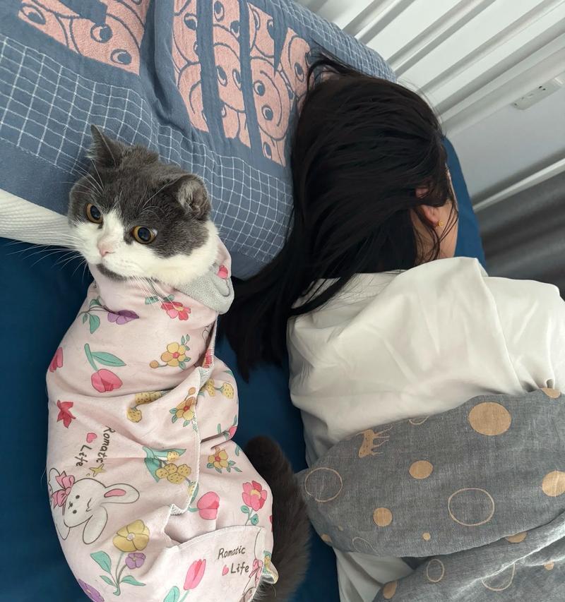 养溜猫咪的好处(探讨以宠物为主的生活方式) 养溜猫咪的好处(探讨以宠物为主的生活方式)
