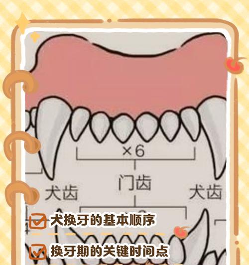 宠物猫咪的牙齿换牙秘密(先换犬齿) 宠物猫咪的牙齿换牙秘密(先换犬齿)