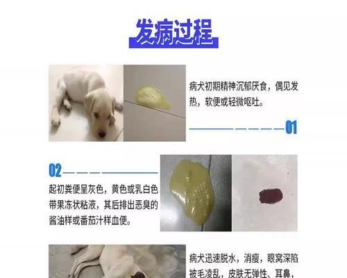 宠物狗犬瘟抽搐吐白沫症状持续时间及治疗方法(以犬瘟为主要病因的狗病发病期) 宠物狗犬瘟抽搐吐白沫症状持续时间及治疗方法(以犬瘟为主要病因的狗病发病期)