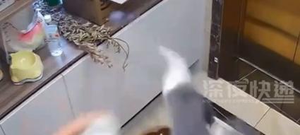 小猫扑人腿，如何让它不再乱扑（以宠物为主）