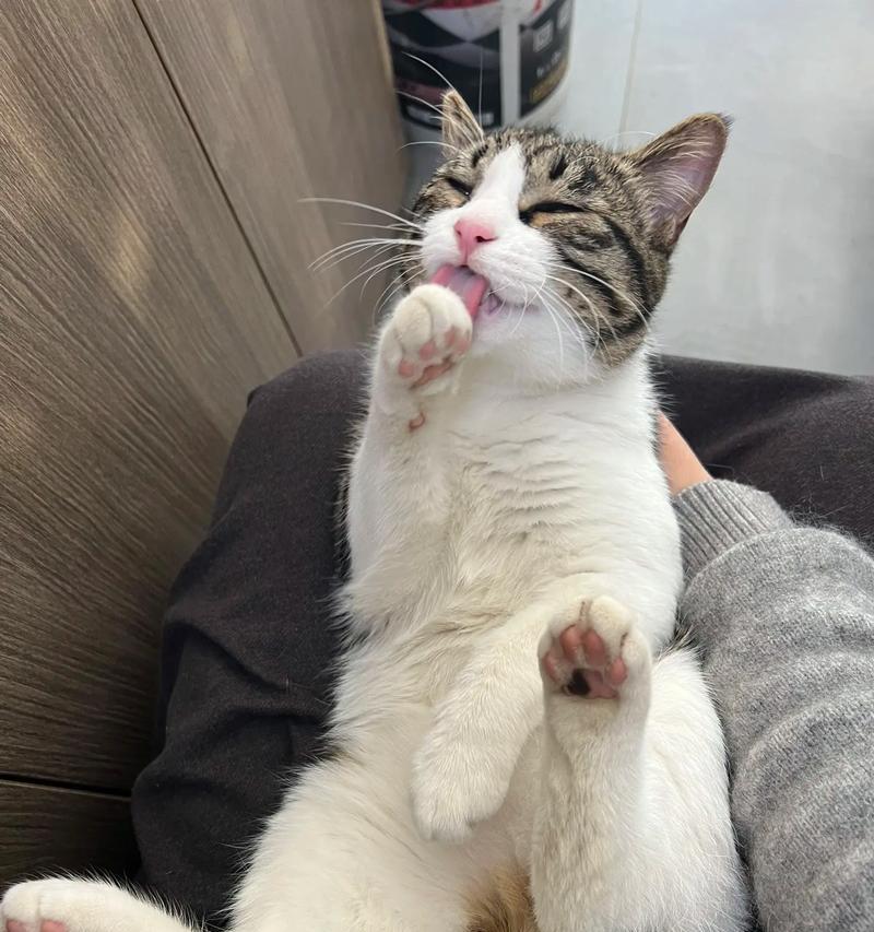 小猫扑人腿,如何让它不再乱扑(以宠物为主) 小猫扑人腿,如何让它不再乱扑(以宠物为主)