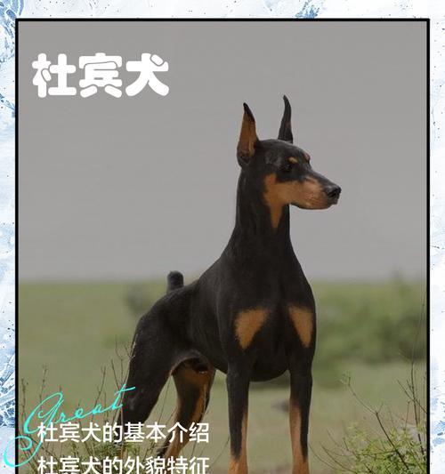 如何喂养杜宾幼犬以长得健康(掌握正确的饮食和营养搭配) 如何喂养杜宾幼犬以长得健康(掌握正确的饮食和营养搭配)