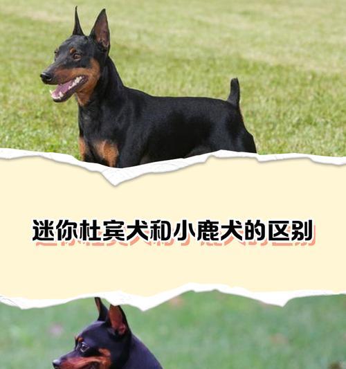 如何喂养杜宾幼犬以长得健康(掌握正确的饮食和营养搭配) 如何喂养杜宾幼犬以长得健康(掌握正确的饮食和营养搭配)