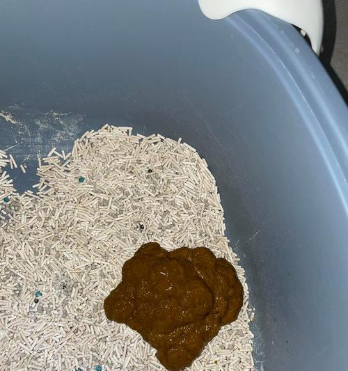 宠物猫咪肠炎拉稀的原因、症状及治疗方法(让我们一起了解宠物猫咪肠炎拉稀的问题) 宠物猫咪肠炎拉稀的原因、症状及治疗方法(让我们一起了解宠物猫咪肠炎拉稀的问题)