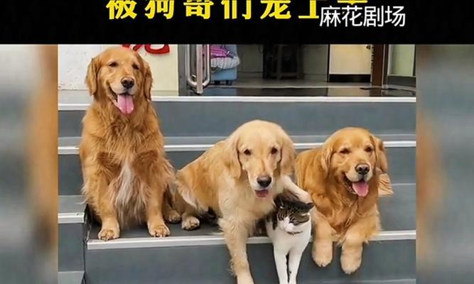 狗与猫，不同的宠物之旅（探究狗与猫的个性特点）