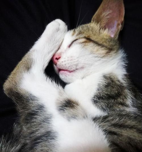 猫咪害怕，如何缓解（宠物主人必看）