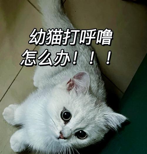 猫咪害怕，如何缓解（宠物主人必看）